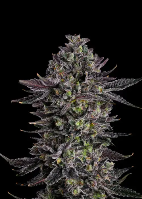 The Scrooge by Compound Genetics, Photoperiod cannabis strain