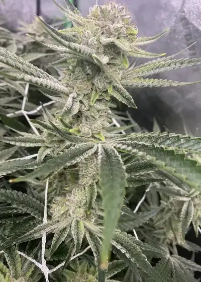 The Special by Brothers In Farms, Photoperiod cannabis strain