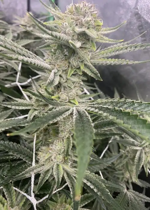 The Special by Brothers In Farms, Photoperiod cannabis strain