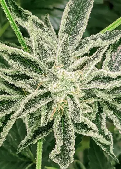 The Spice by Twenty20, Photoperiod cannabis strain