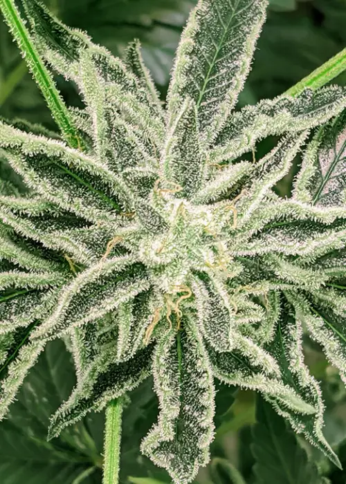 The Spice by Twenty20, Photoperiod cannabis strain