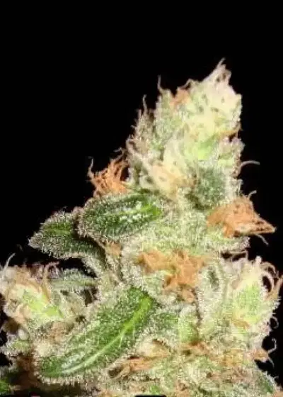 The Super Auto by Shaman Genetics, Autoflower cannabis strain
