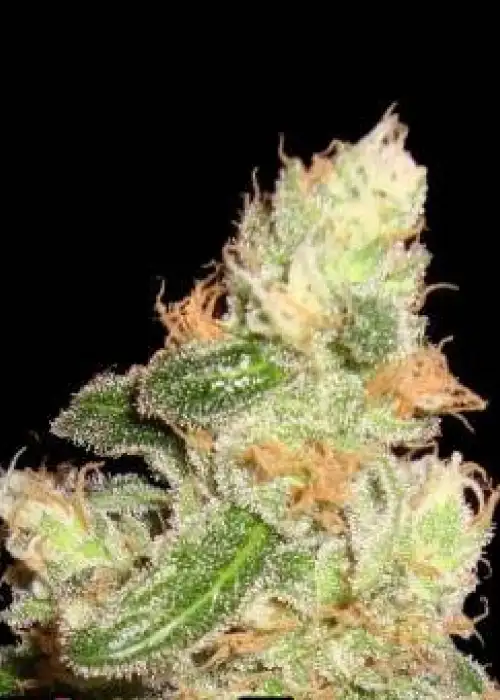 The Super Auto by Shaman Genetics, Autoflower cannabis strain