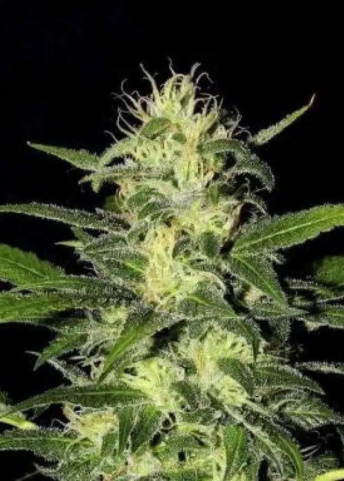 The Super by Shaman Genetics, Photoperiod cannabis strain