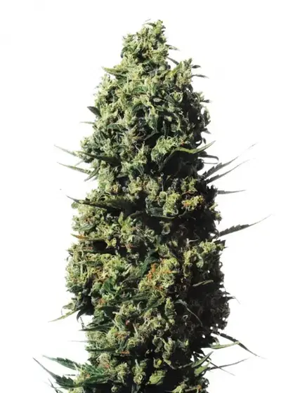 The Ultimate by Dutch Passion, Photoperiod cannabis strain