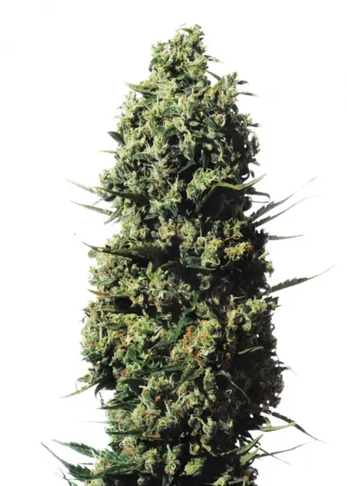 The Ultimate by Dutch Passion, Photoperiod cannabis strain