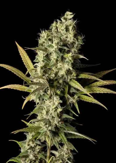 The White OG by Seedsman, Photoperiod cannabis strain