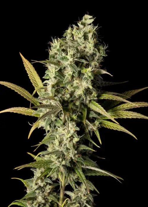 The White OG by Seedsman, Photoperiod cannabis strain