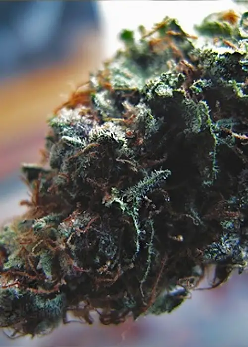 The Widow by Feminised Seeds Company, Photoperiod cannabis strain