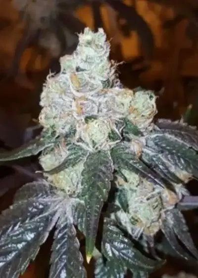 Thin Mint Girl Scout Cookies by Elev8 Seeds, Photoperiod cannabis strain