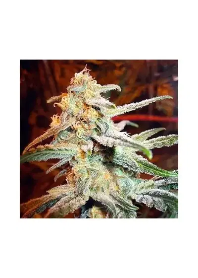 Thompson by Seeds Mafia, Photoperiod cannabis strain