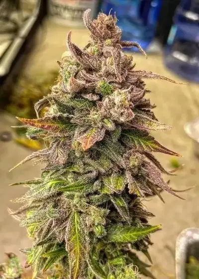 Thorpe's Gold by Gnome Automatics, Autoflower cannabis strain