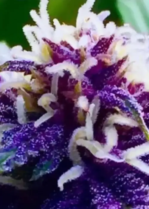 Thorsberry by Captain Red Beard Seeds, Photoperiod cannabis strain