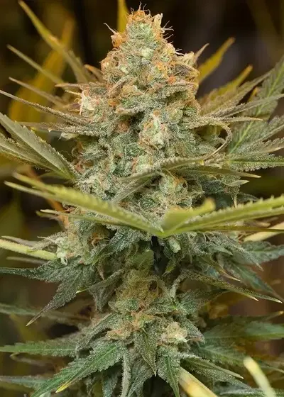 Three Blue Kings by Humboldt Seed Organization, Photoperiod cannabis strain