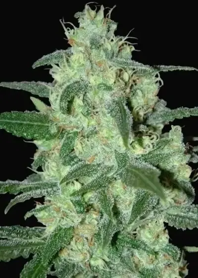 Thunder Bloody Mary by Samsara Seeds, Autoflower cannabis strain