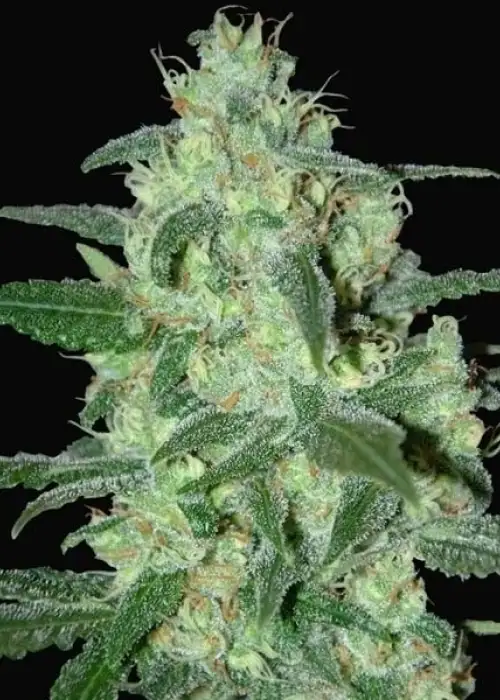 Thunder Bloody Mary by Samsara Seeds, Autoflower cannabis strain