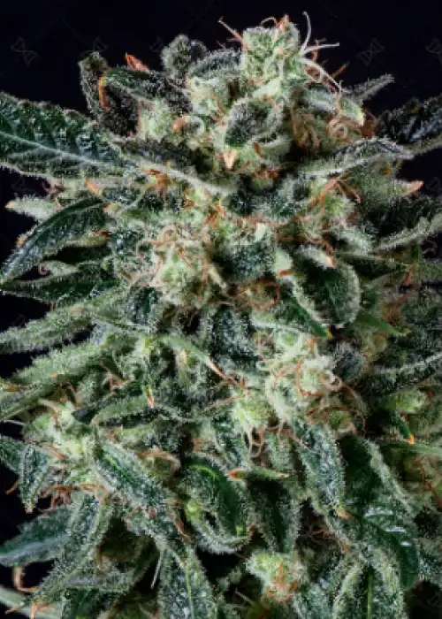 Thunderhaze Auto by Genofarm, Autoflower cannabis strain