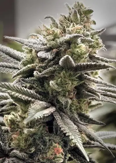 Thundersnow by Elev8 Seeds, Photoperiod cannabis strain
