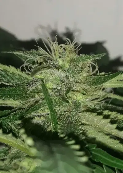Thunderstruck by Sumo Seeds, Photoperiod cannabis strain