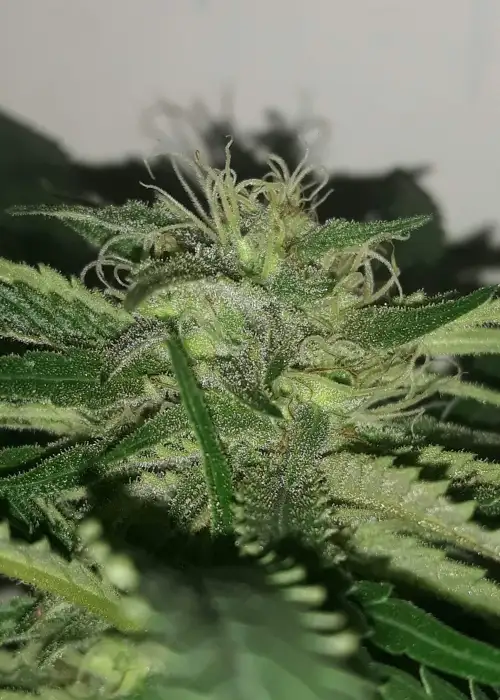 Thunderstruck by Sumo Seeds, Photoperiod cannabis strain