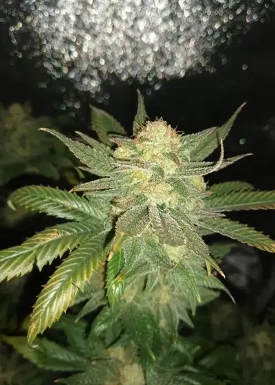 Tie Dye by New420Guy Seeds, Photoperiod cannabis strain
