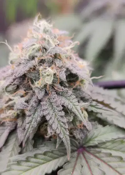 Tiger Bomb by Compound Genetics, Photoperiod cannabis strain