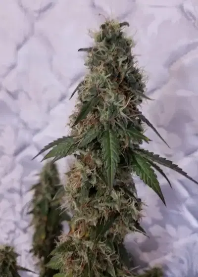 Timanfaya Auto by VIP Seeds, Autoflower cannabis strain