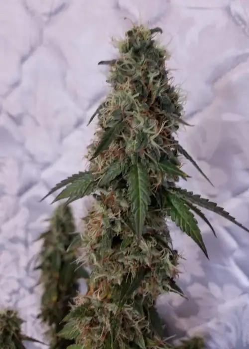 Timanfaya Auto by VIP Seeds, Autoflower cannabis strain