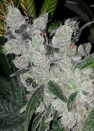Time Traveler by Gage Green, Photoperiod cannabis strain