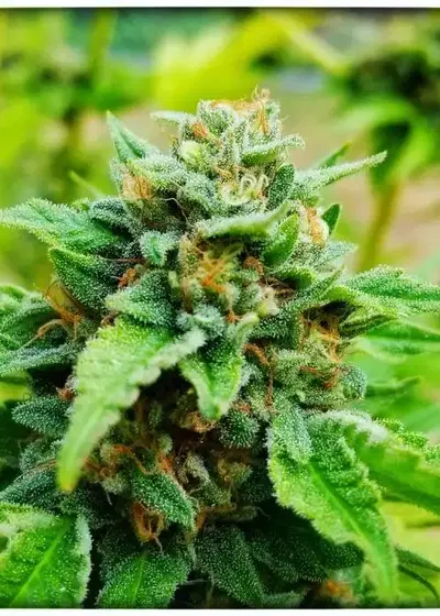 TK M10 by Equilibrium Genetics, Photoperiod cannabis strain