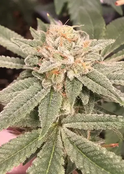 TK91 S1 by Cannarado Genetics, Photoperiod cannabis strain