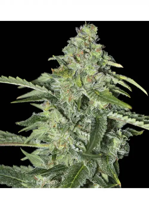 TNT Kush CBD by Eva Seeds, Photoperiod cannabis strain