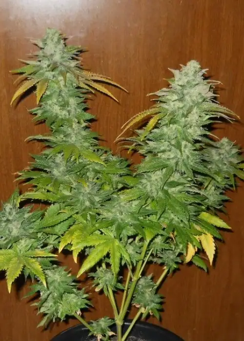 TNT Kush by Eva Seeds, Photoperiod cannabis strain