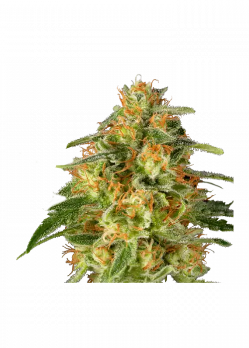 TnT Trichome by Super Sativa Seed Club, Photoperiod cannabis strain
