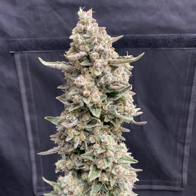 Toasted Ghost by Brothers In Farms, Autoflower cannabis strain