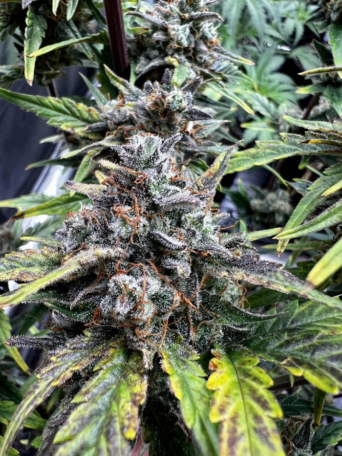 Toasted Tangerine F2 by Brothers In Farms, Autoflower cannabis strain