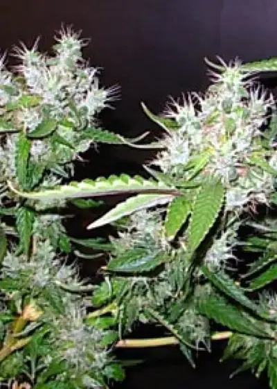 Toe Jam by DJ Short, Photoperiod cannabis strain
