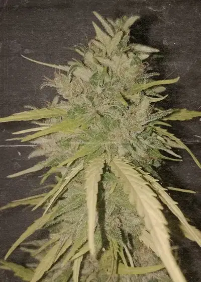 Tokamak by Nuka Seeds, Autoflower cannabis strain