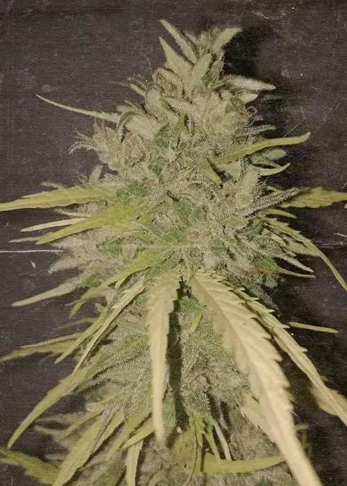 Tokamak by Nuka Seeds, Autoflower cannabis strain