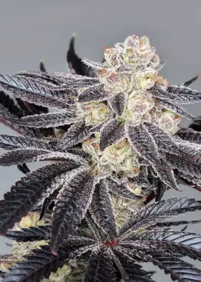 Tomahawk by Shaman Genetics, Photoperiod cannabis strain
