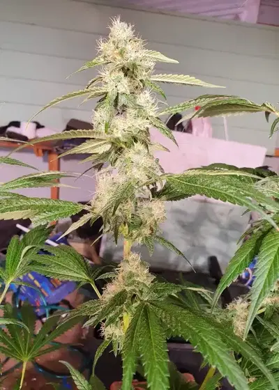 Tombstone by Greenpoint Seeds, Photoperiod cannabis strain