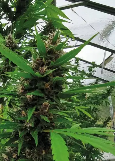 Too Much by Fair Seeds, Photoperiod cannabis strain