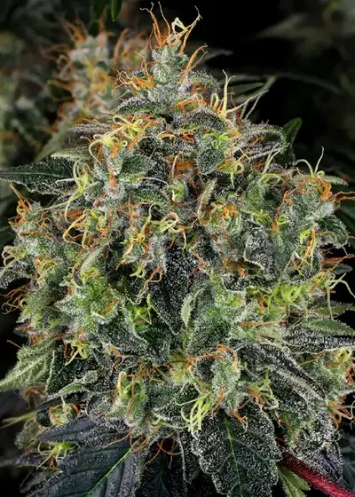 Top 44 Regular by WeedSeedShop, Photoperiod cannabis strain
