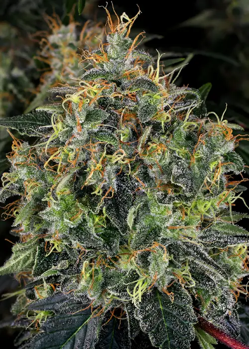 Top 44 Regular by WeedSeedShop, Photoperiod cannabis strain