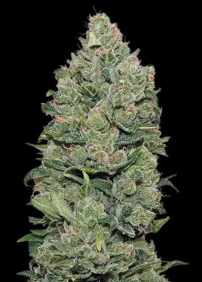 Top Dawg by Barney's Farm, Photoperiod cannabis strain
