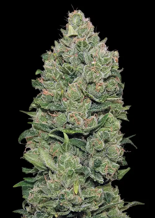Top Dawg by Barney's Farm, Photoperiod cannabis strain