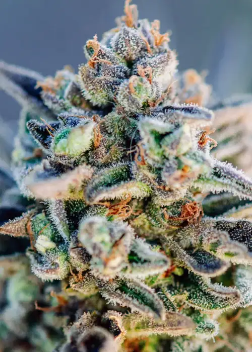 Top Gun by Atlas Seed, Autoflower cannabis strain