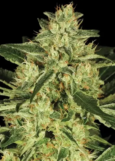 Tora Bora by Reserva Privada, Photoperiod cannabis strain