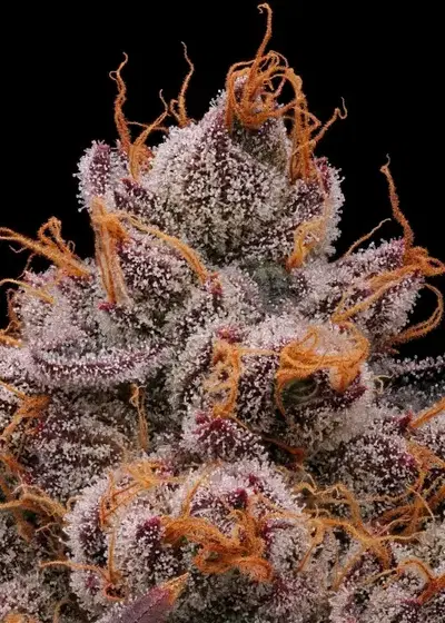 Toronjaz by Black Tuna Seeds, Photoperiod cannabis strain