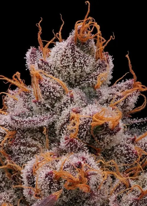 Toronjaz by Black Tuna Seeds, Photoperiod cannabis strain